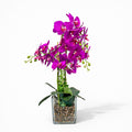 65cm Pink Orchid in Glass Pot