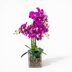 65cm Pink Orchid in Glass Pot