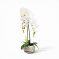 70cm White Orchid in Glass Pot