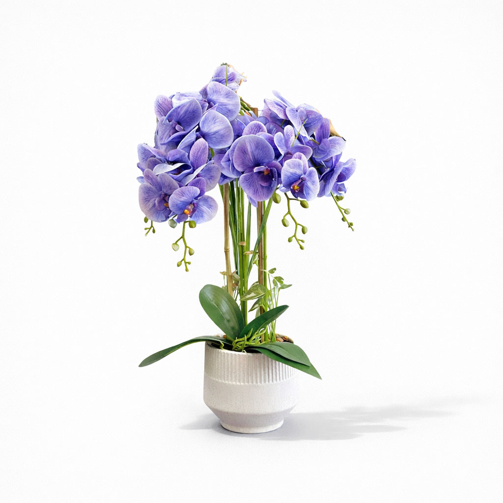 73cm Violet Orchid in Pot