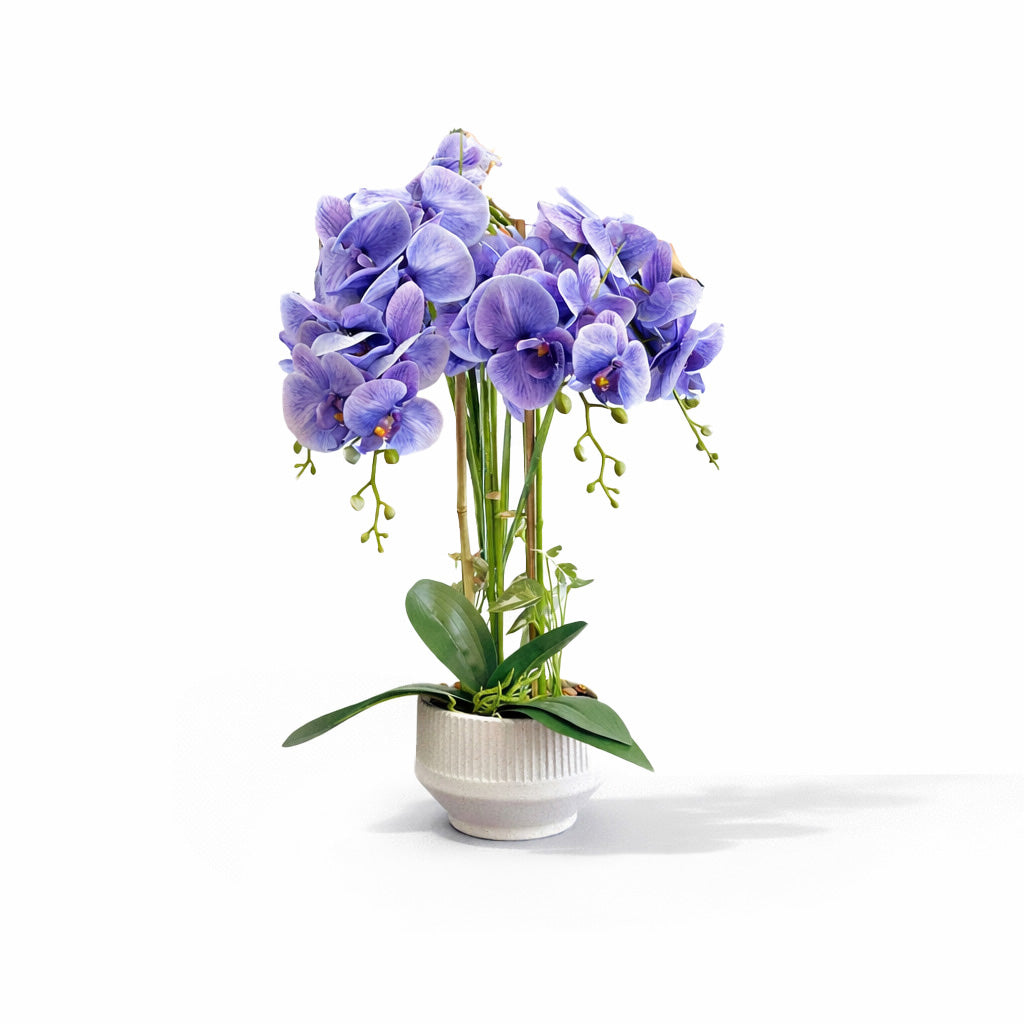 73cm Violet Orchid in Pot