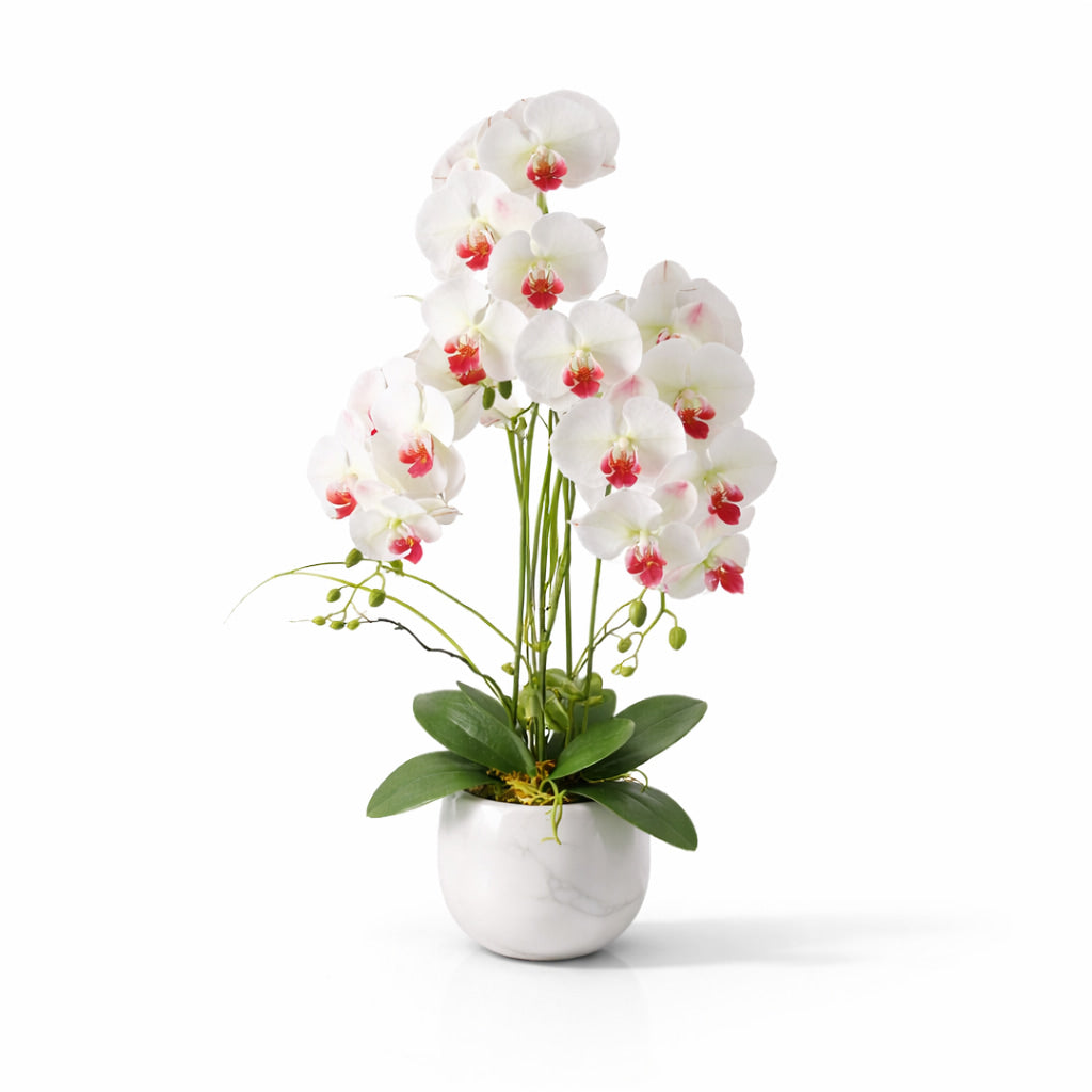 82cm White Orchid in Ceramic Pot