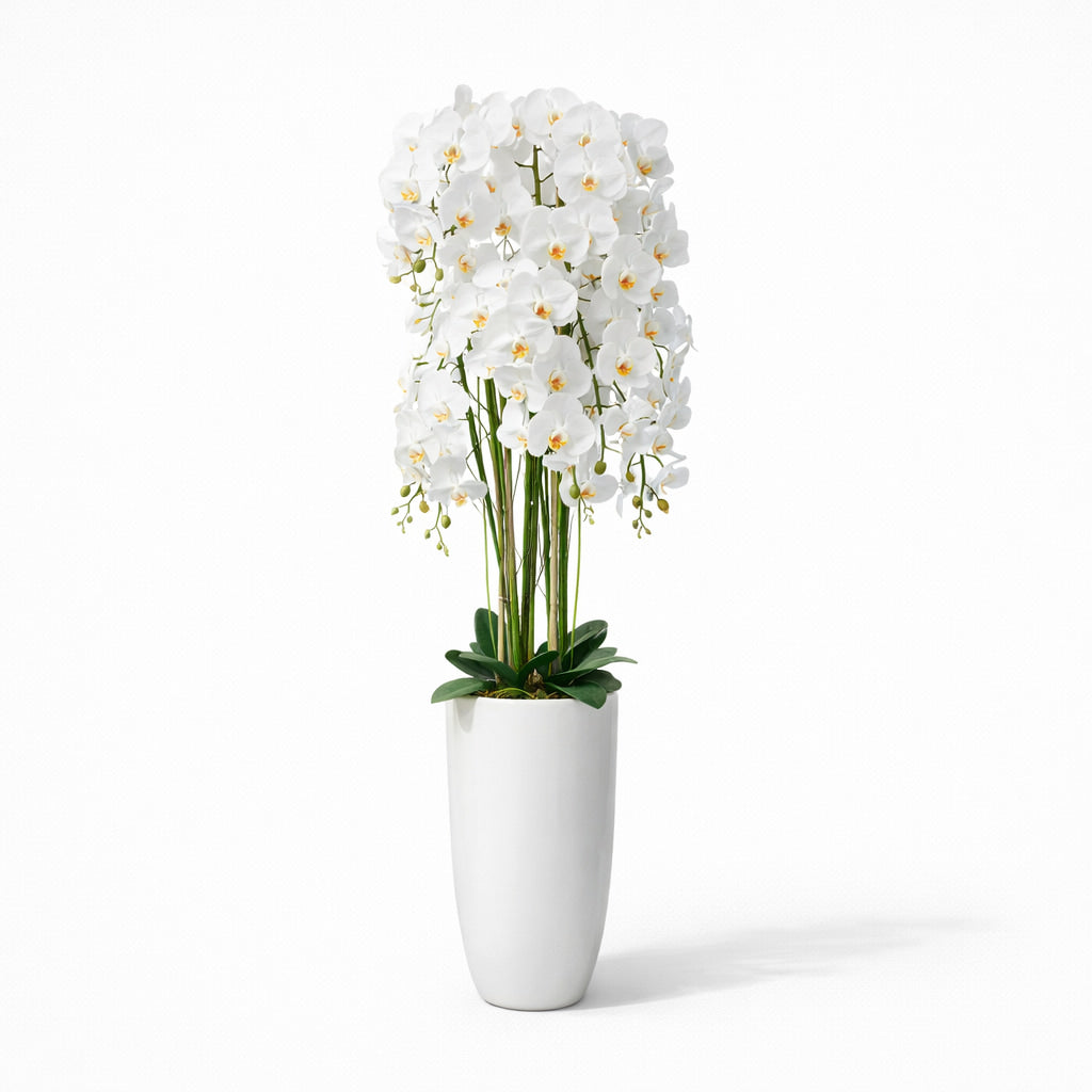 160cm White Orchid in Ceramic Pot
