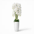 160cm White Orchid in Ceramic Pot