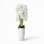 160cm White Orchid in Ceramic Pot