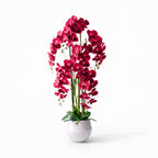 1.2m Pink Orchid in Ceramic Pot