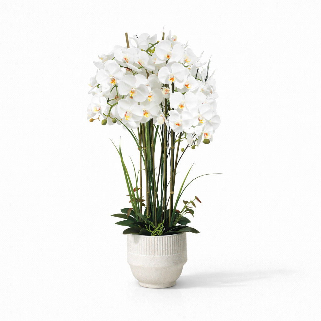 102cm White Orchid in Ceramic Pot