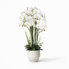 102cm White Orchid in Ceramic Pot