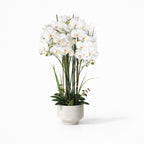102cm White Orchid in Ceramic Pot
