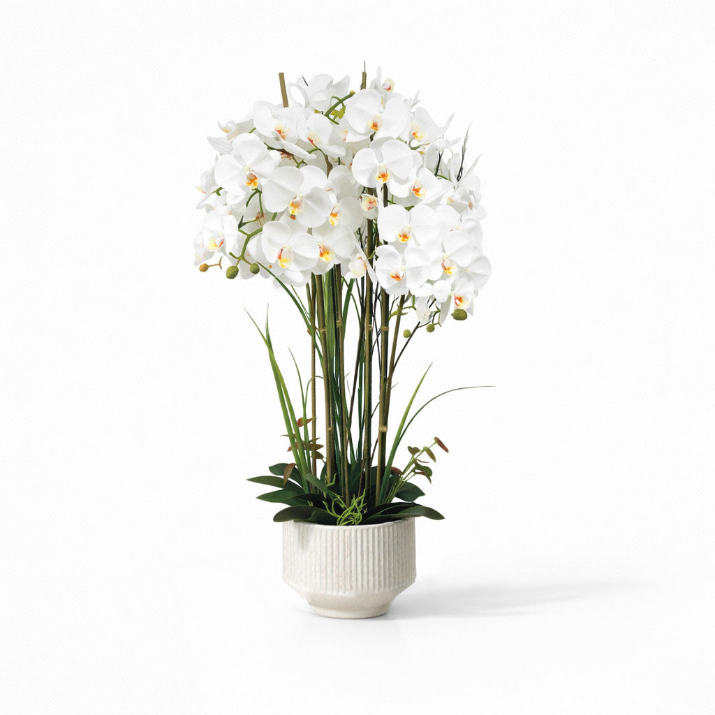 102cm White Orchid in Ceramic Pot