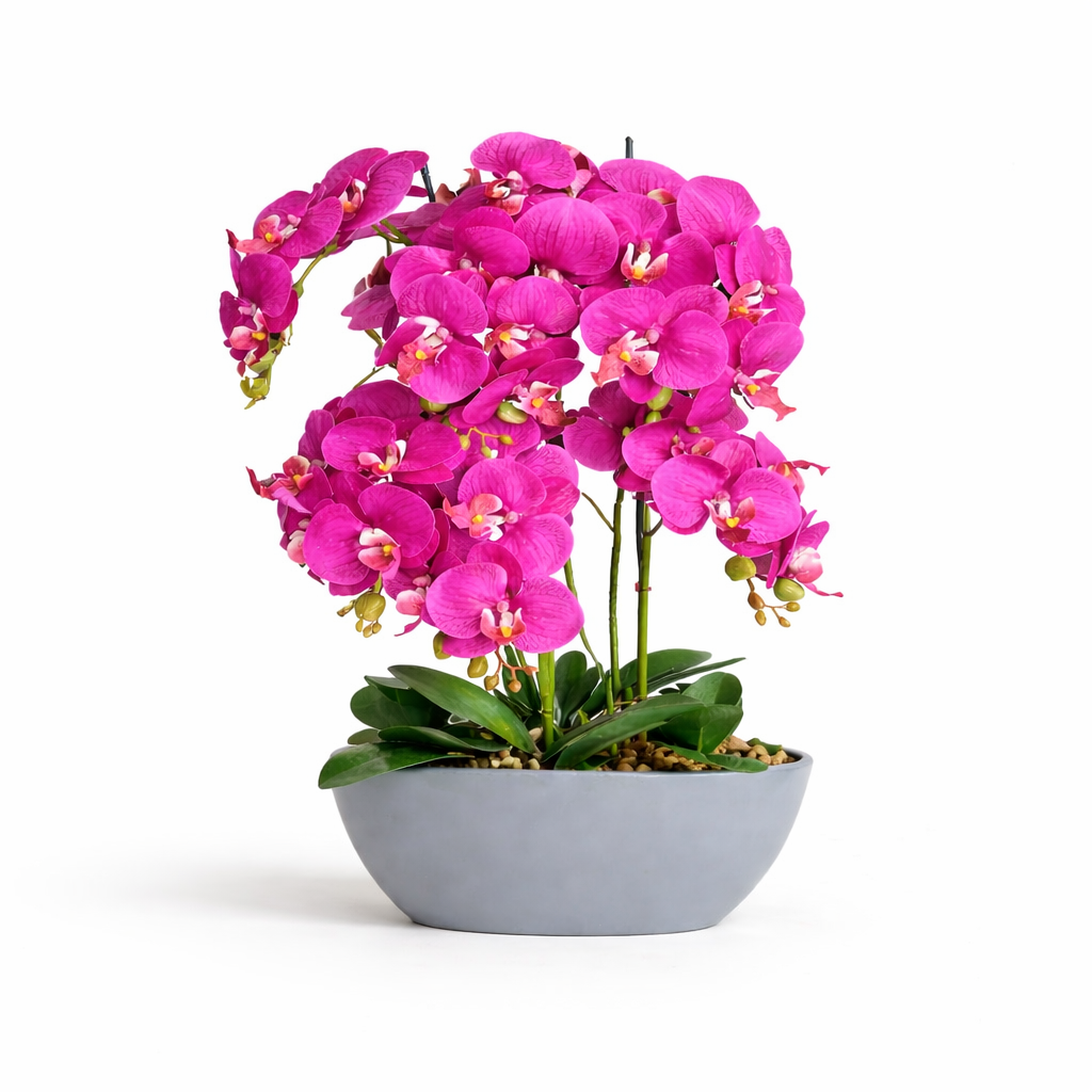 64cm Pink Orchid in Pot