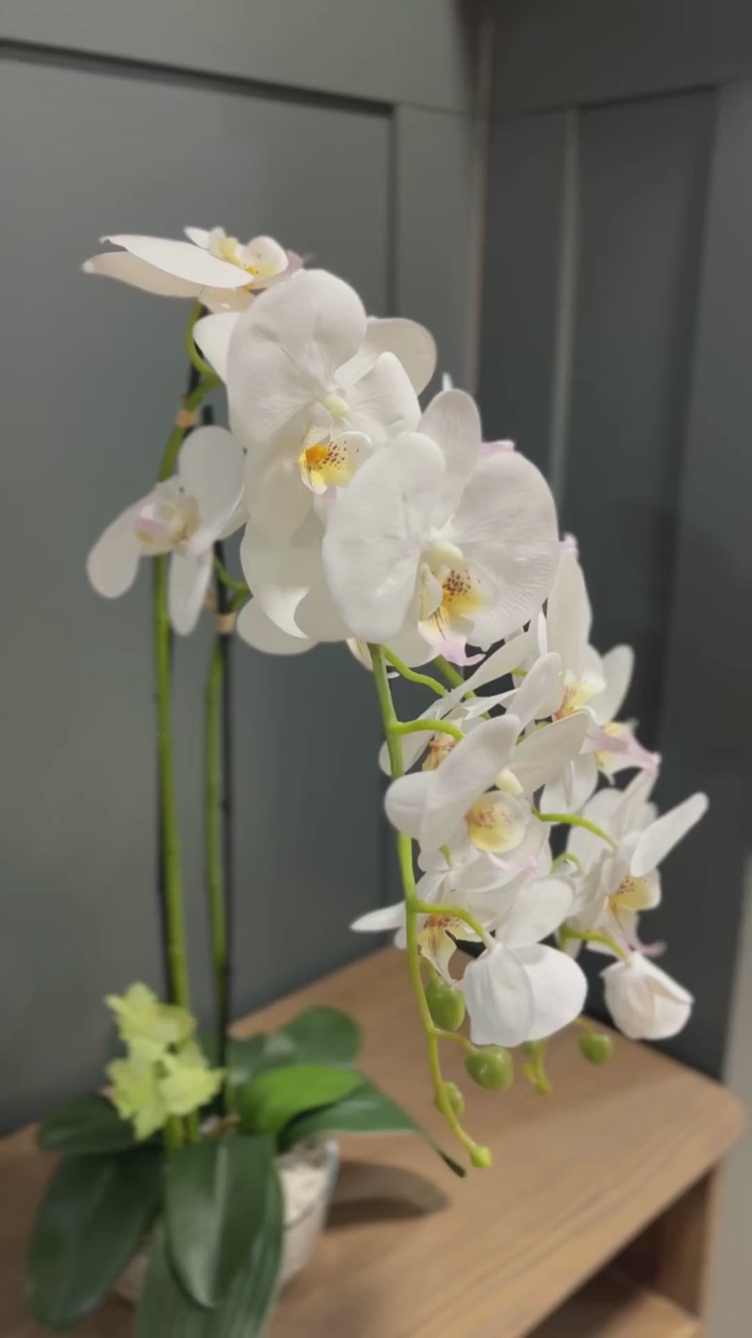 70cm White Orchid in Glass Pot