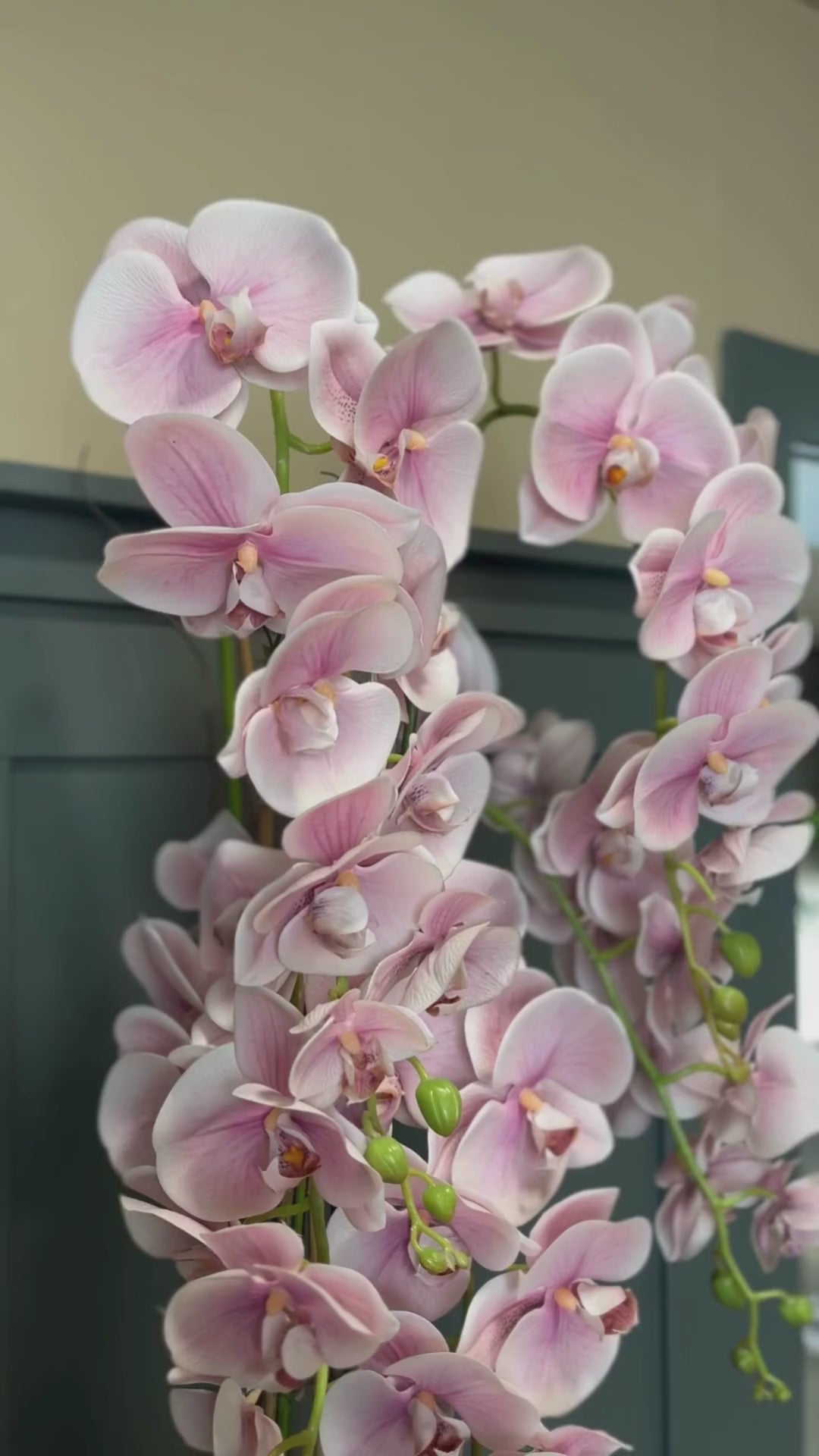 1.2m Blush Orchid in Ceramic Pot