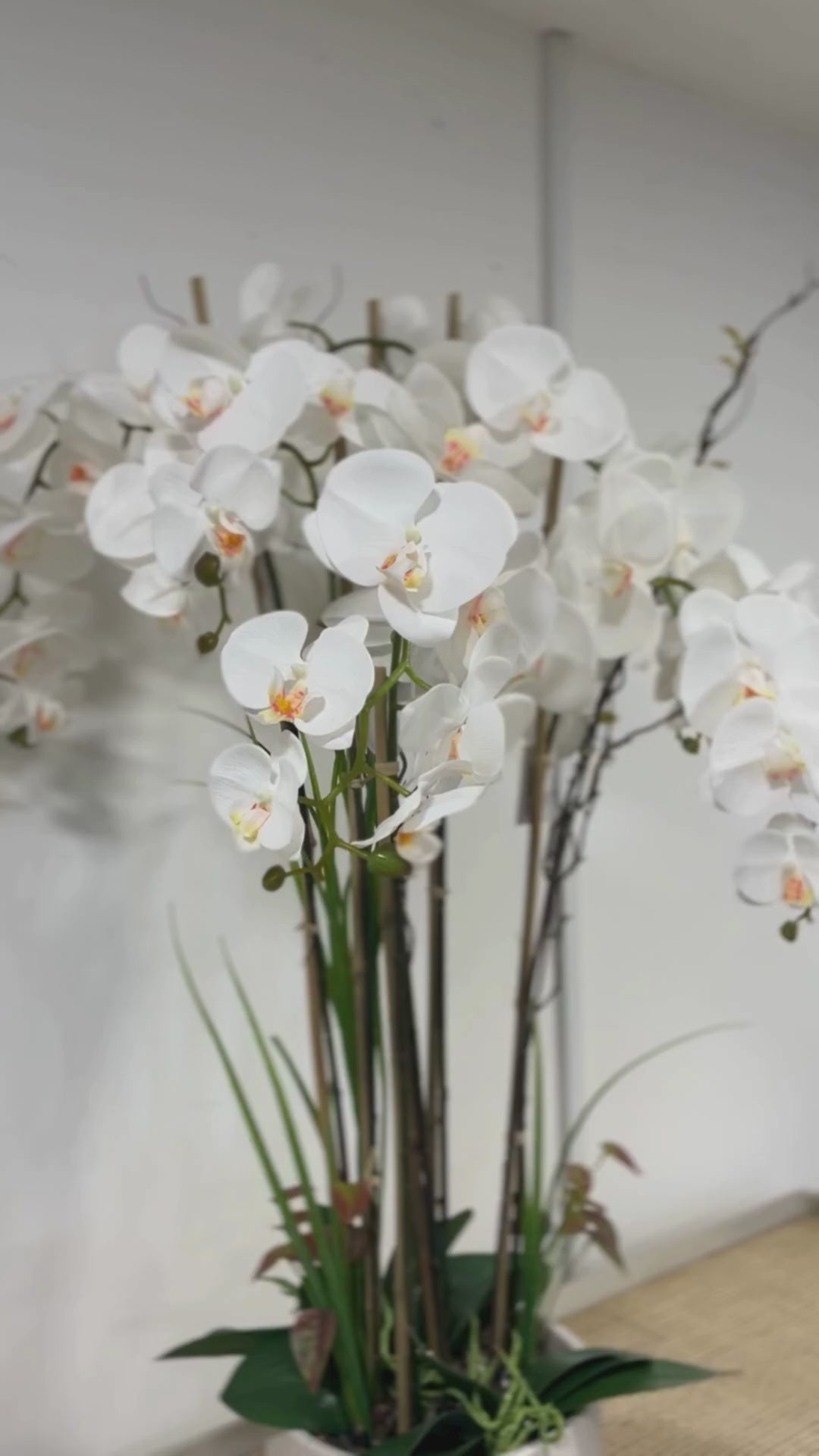 102cm White Orchid in Ceramic Pot