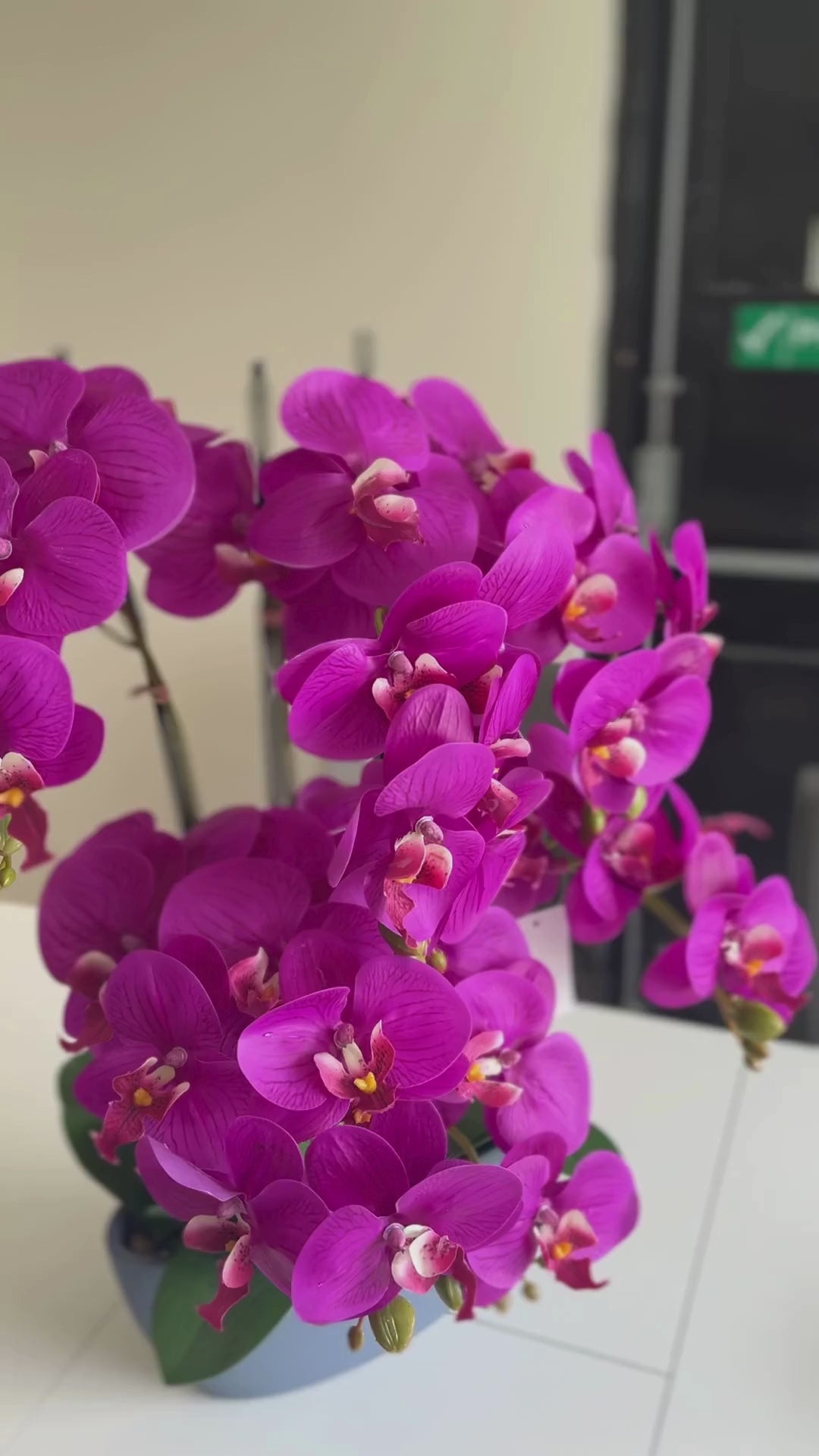 64cm Pink Orchid in Pot