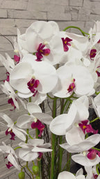 138cm White/Pink Orchid in Pot