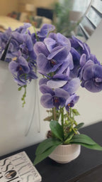 73cm Violet Orchid in Pot