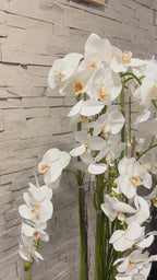 160cm White Orchid in Ceramic Pot